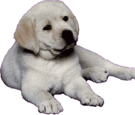 puppy